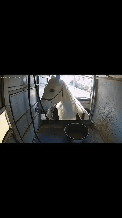 Noah Bush · Horse trailer